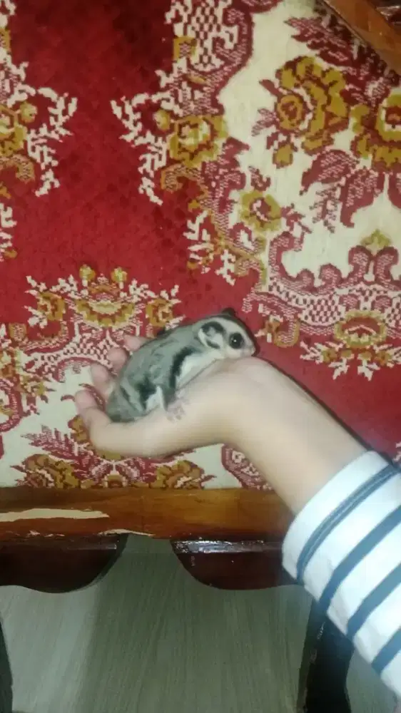 Sugar Glider Jantan