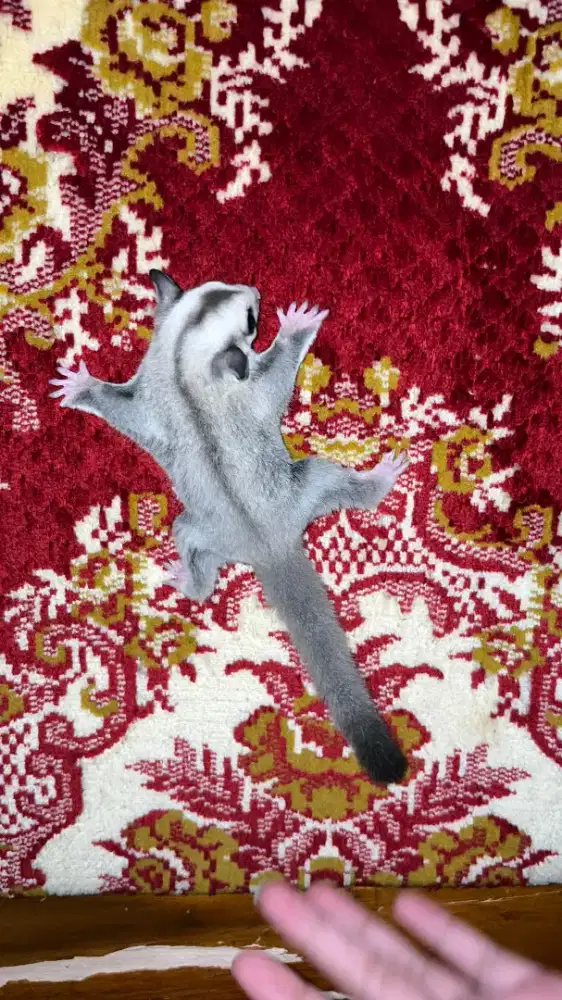 Sugar Glider Platinum Jantan
