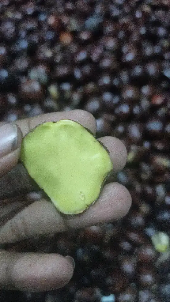 Jengkol tua super