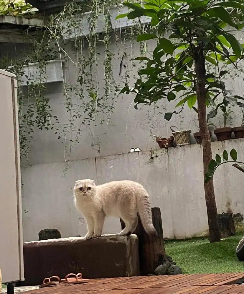 Jasa pacak kucing scottish fold bsh golden point