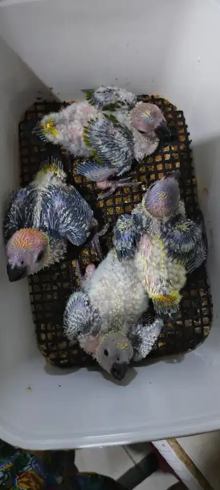 Sunconure baby non DNA