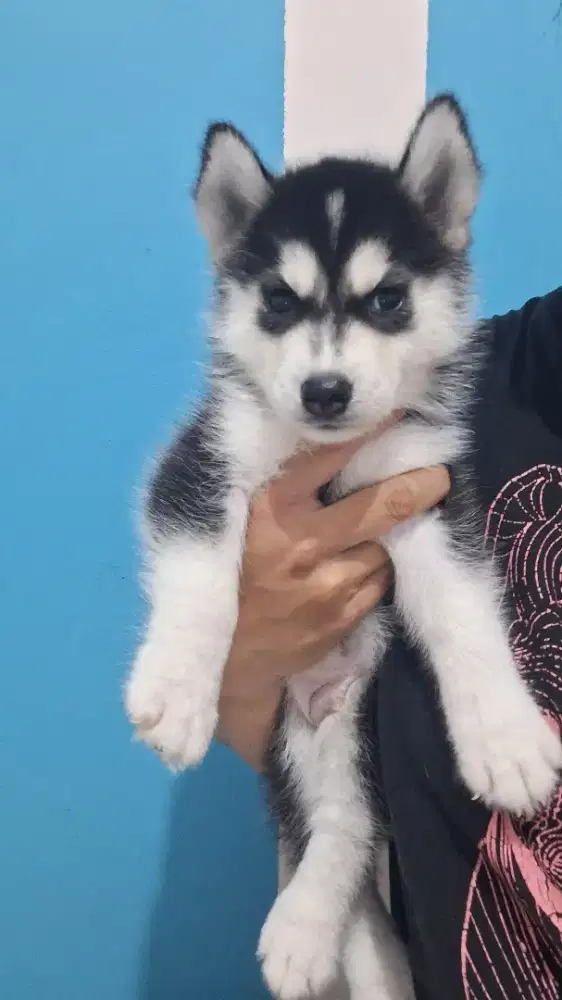 Dijual anakan siberian Husky