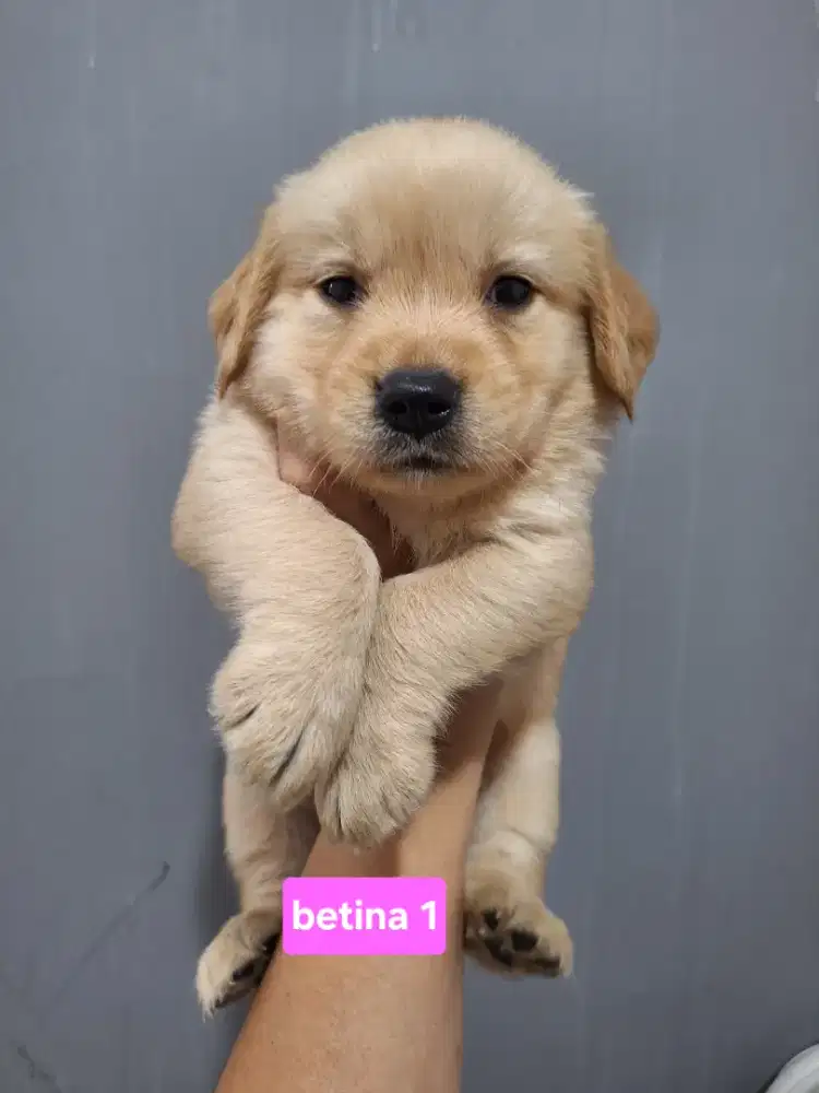 Dijual anakan golden retriver