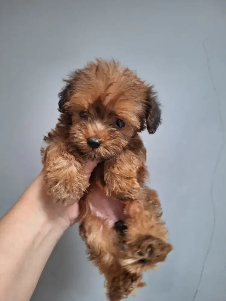 Dijual anakan poodle size mini