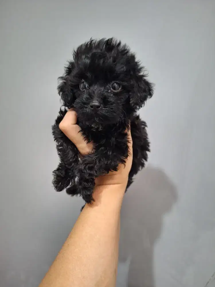 Dijual mini black poodle