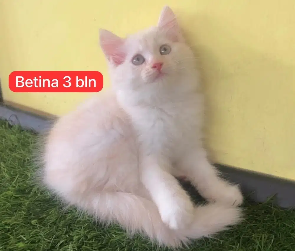 Kucing ras persia kitten asli gembul