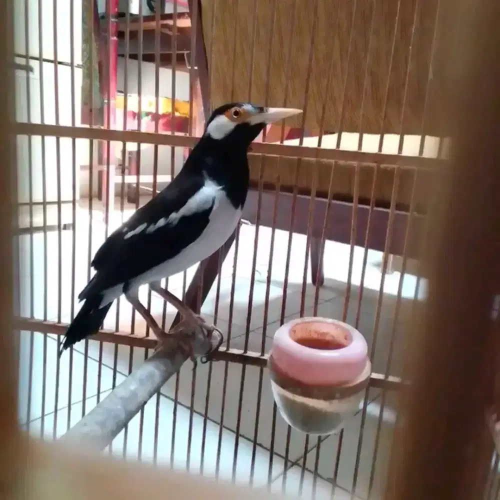 ikut jual burung jalak suren gacor suara super keras