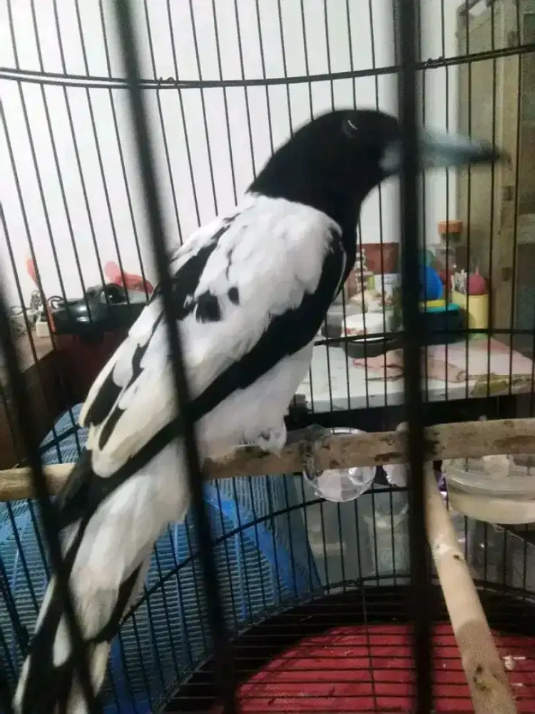 JagalPapua mulus gacor suara super keras
