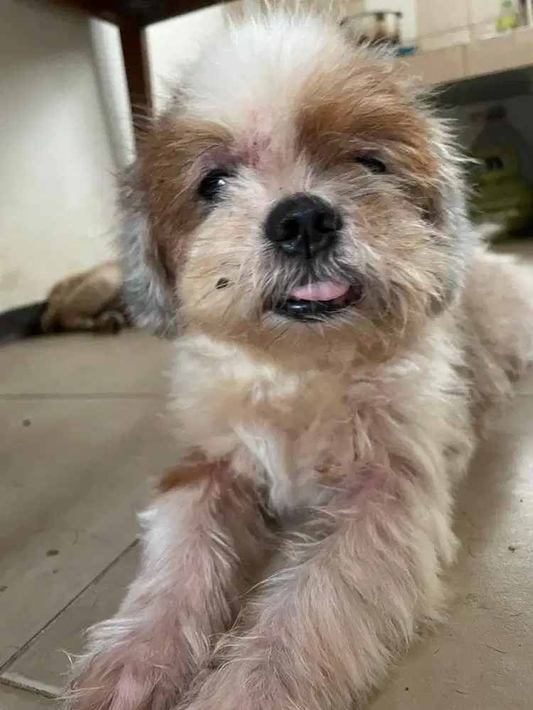 shih tzu jantan semi adopt
