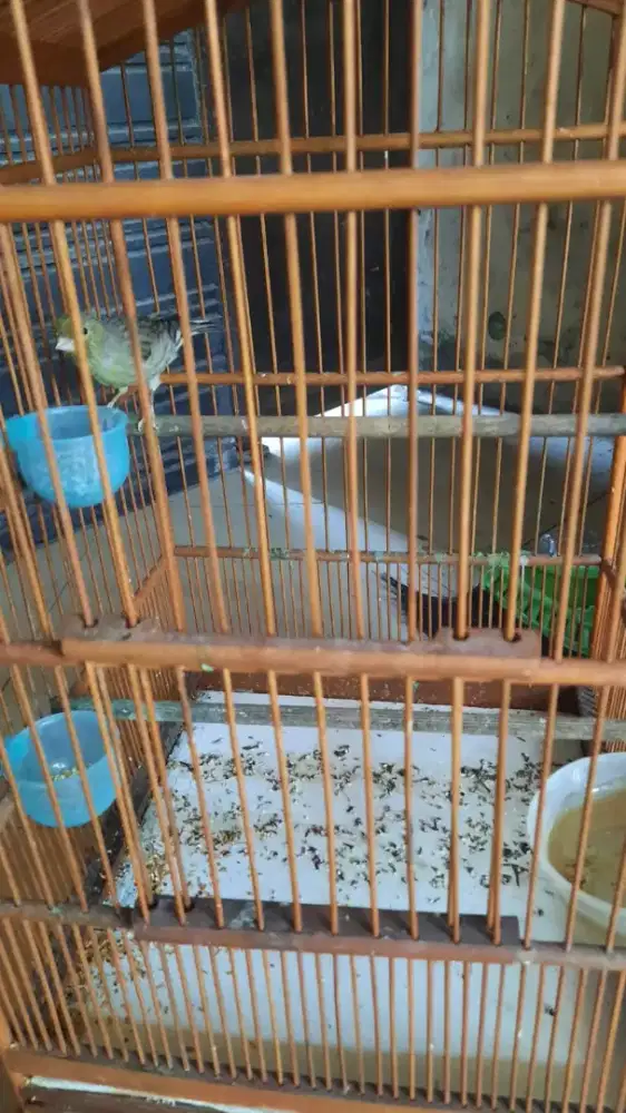 Kanari paud remaja masih wiksar body big jinjang