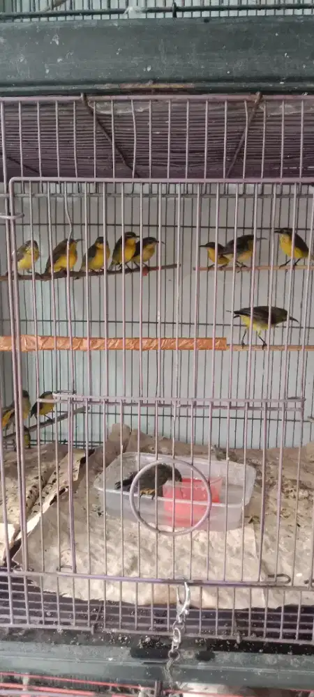 Burung ombyokan