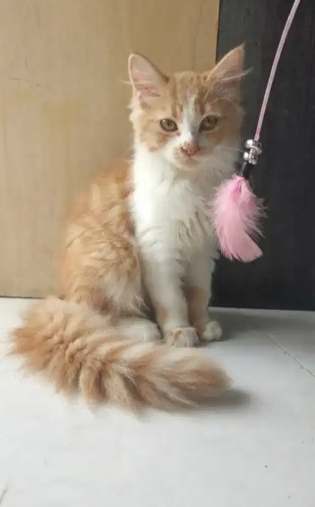 Persian mix norwe