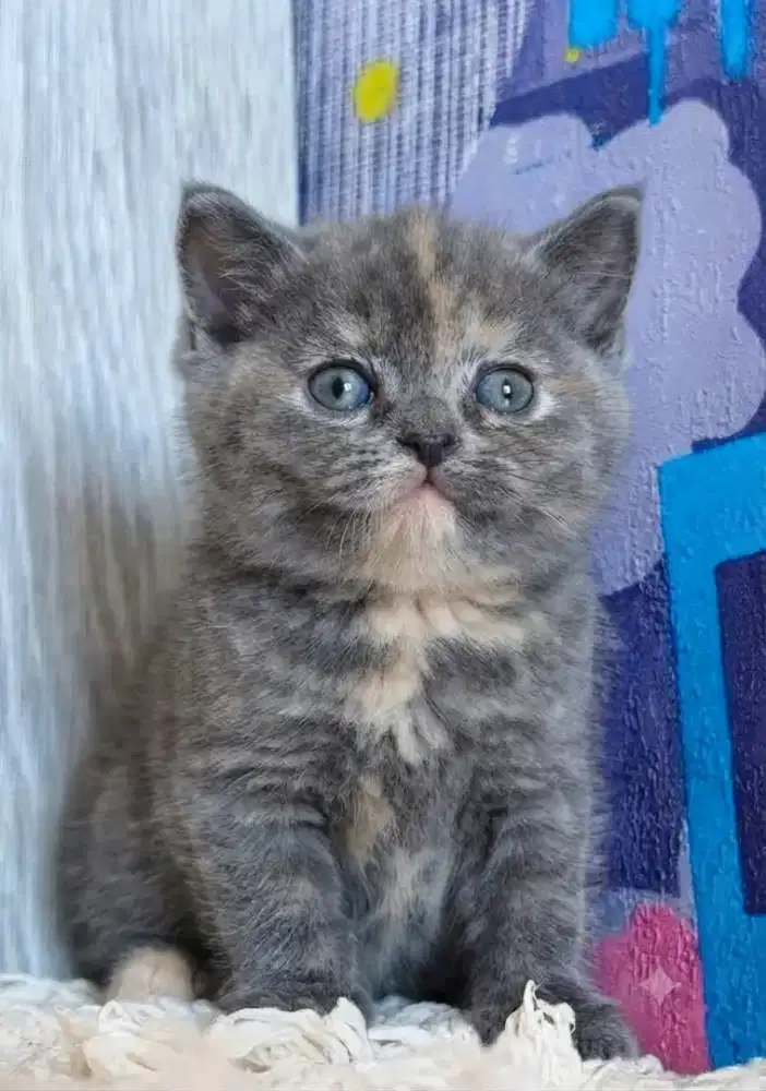 Kitten bsh blue tortie