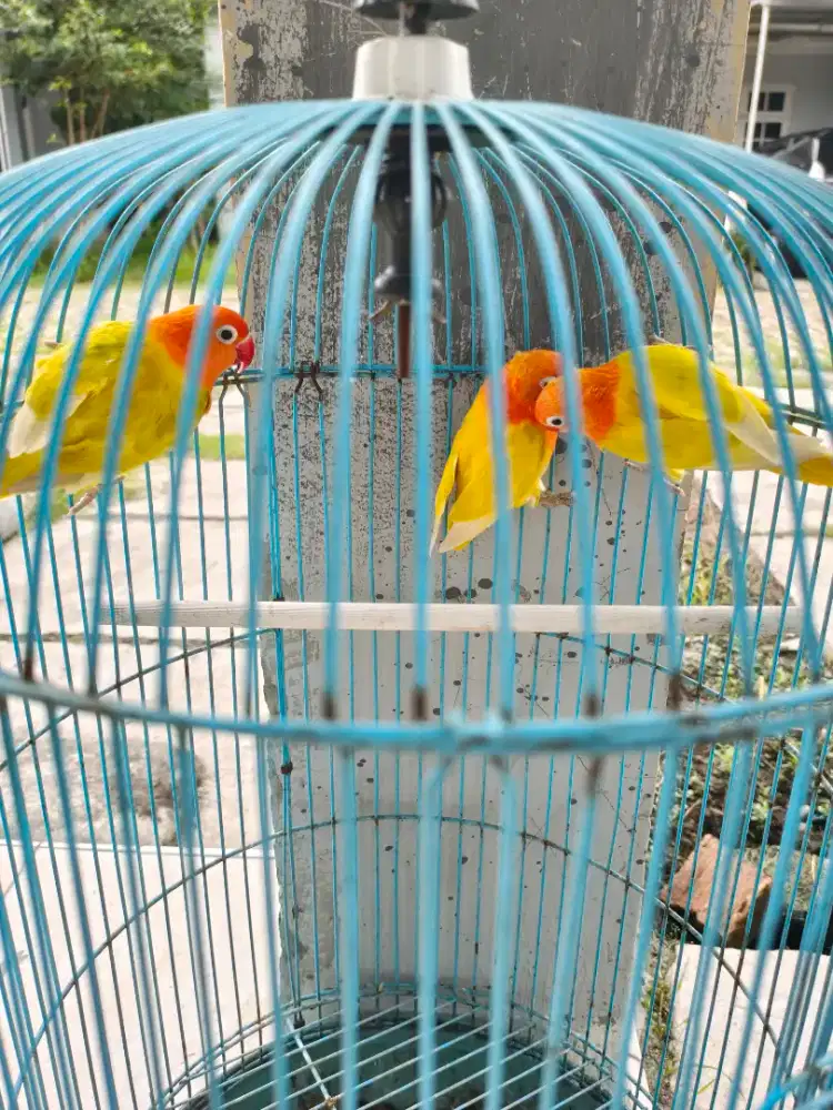 Burung lovebird