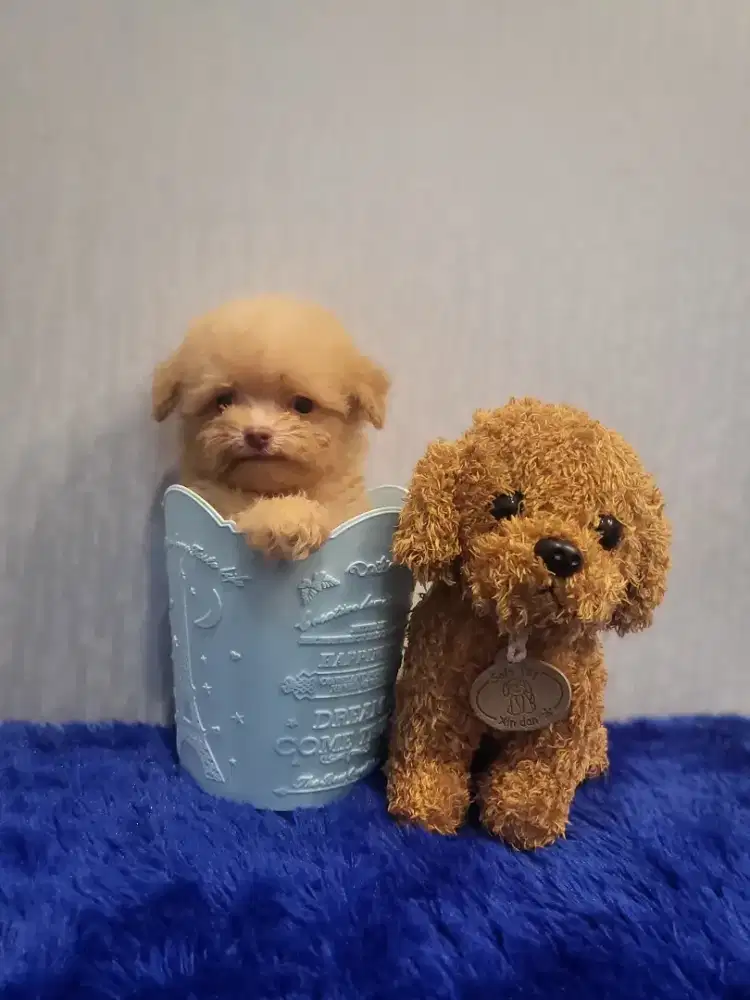Super TINY (teacup) poodle red nose
