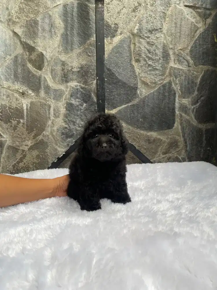 Poodle anakan imut