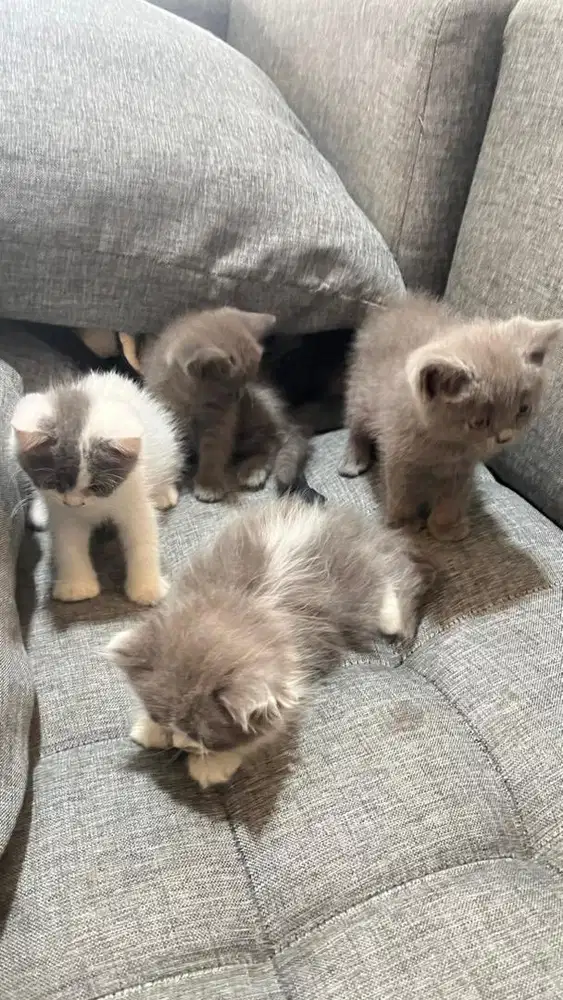 BSH pure kitten