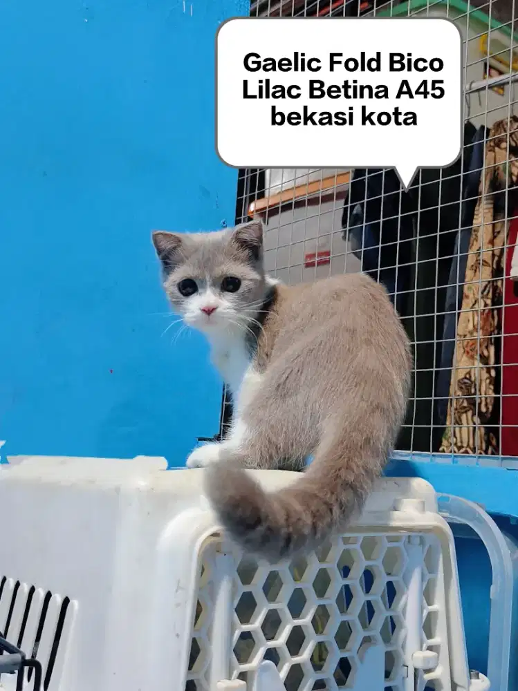 Gaelic Fold Bico Fawn Munchkin BSH Scottish Fold Betina Kitten