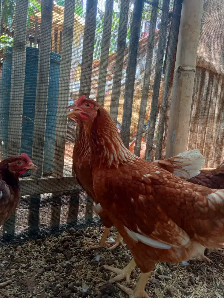 Ayam Petelur Usia 20-25 Minggu