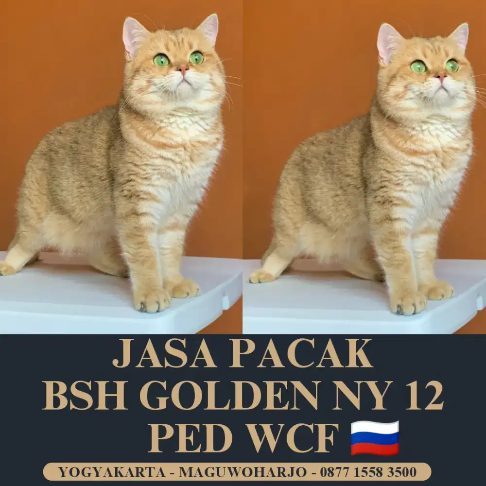 JASA PACAK BRITISH SHORTHAIR BSH GOLDEN NY 12