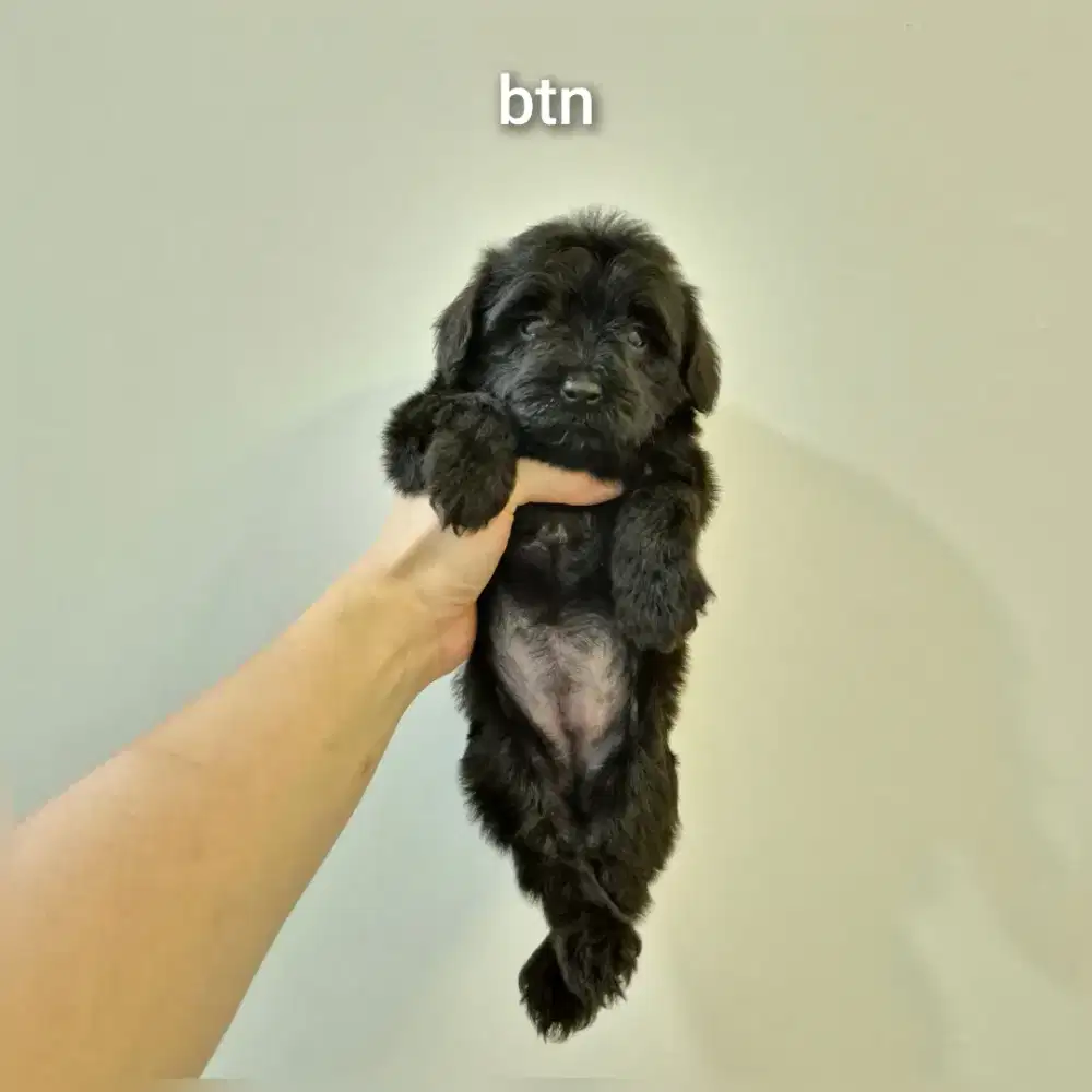 Poodle mix pomerian !!! No php !!!