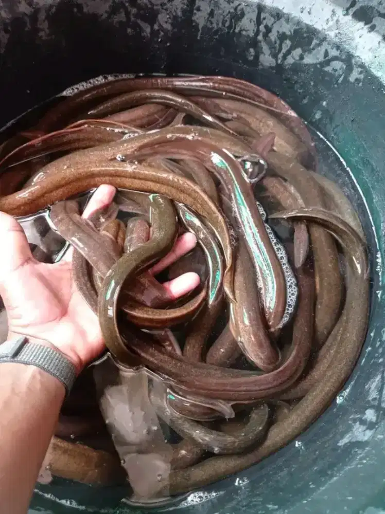 Makanan bergizi belut Konsumsi