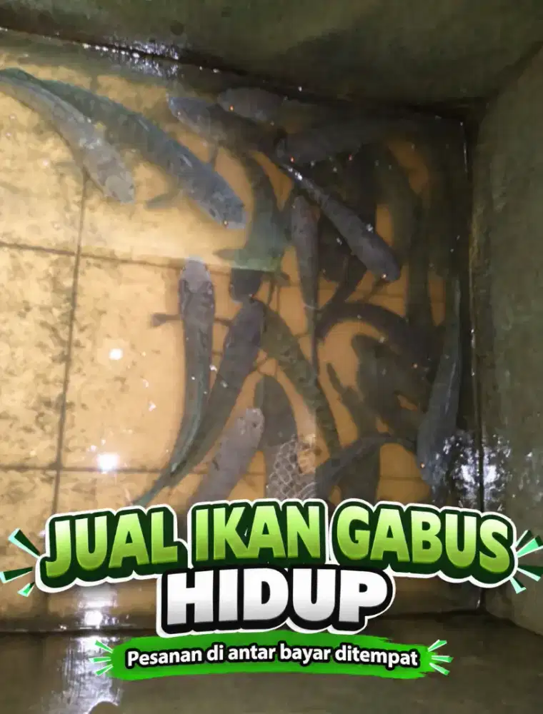 Menjual ikan gabus fresh (hidup)