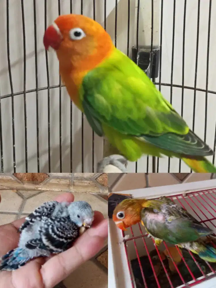 Biola green betina remaja