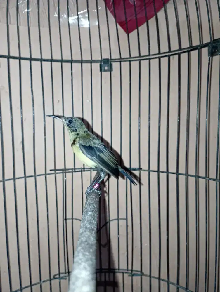 Burung ko nin jantan trotol make ring rajin bunyi masteran murai