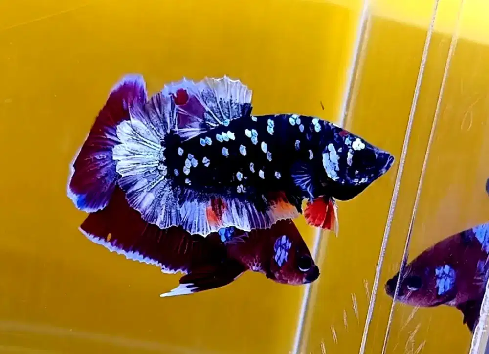 ikan cupang avatar coper