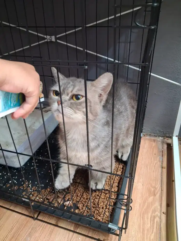 Jual kucing munchskin x scotish murah aja buruan guys