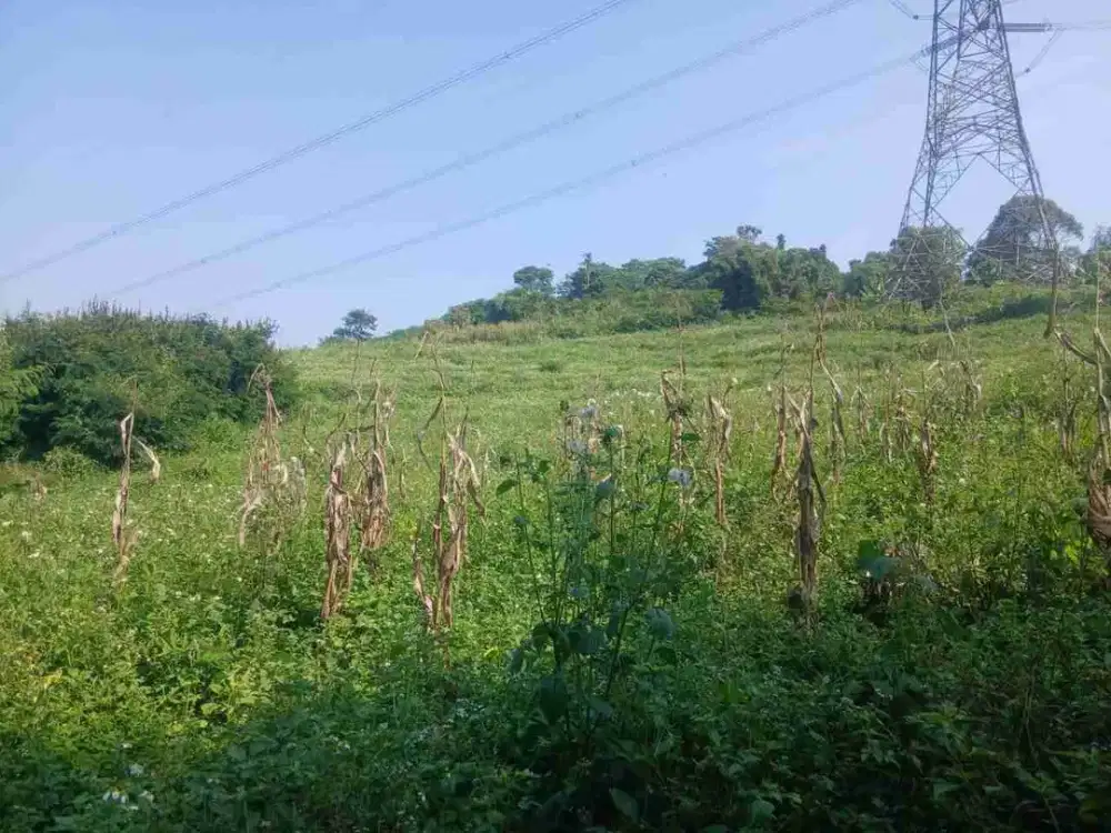 Tanah Murah cocok untuk perkebunan di pinggir jalan Pamulihan Sumedang