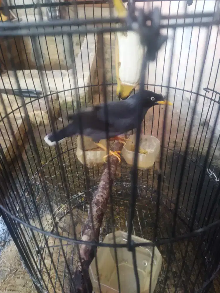 JUAL BURUNG JALAK KEBO RAJIN BUNYI