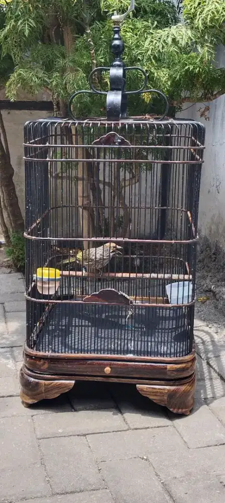 Cucak rowo remaja DNA