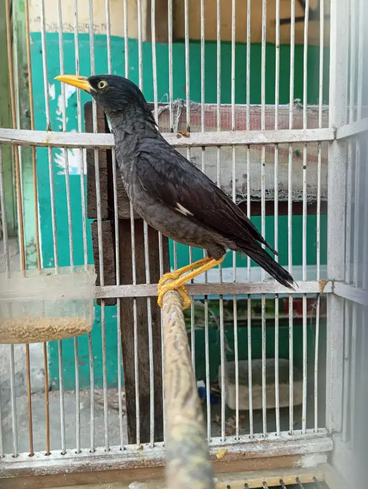 Jalak Kebo Jantan Mulus Mata Putih Jinlat Sudah Rajin Bunyi