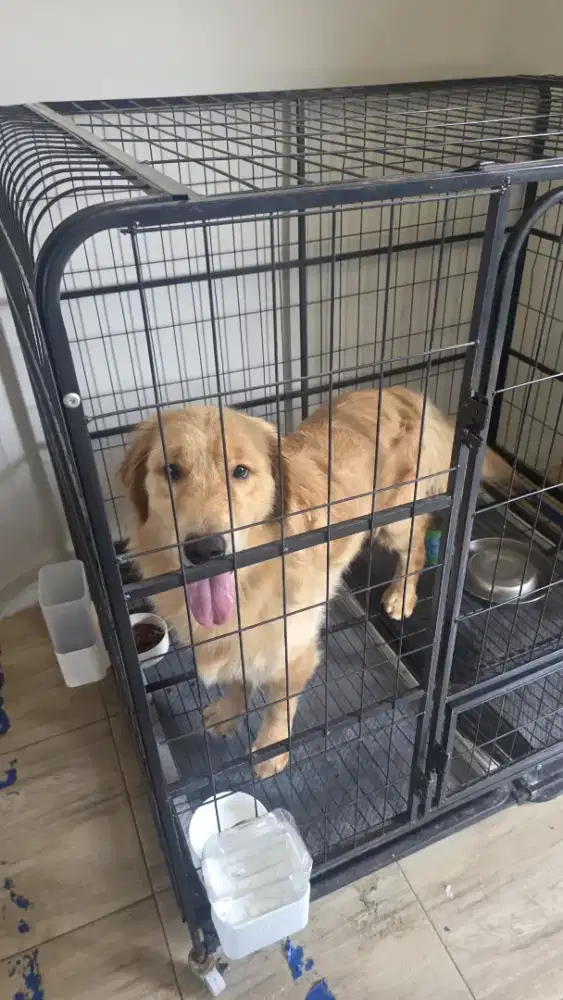 Silakan adopsi golden retriever 1 tahun , big bone , penyayang, aktif
