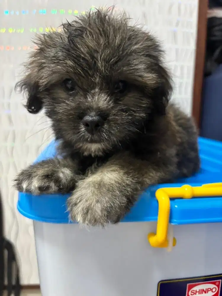 open adopt puppy shihtzu x pomapoo