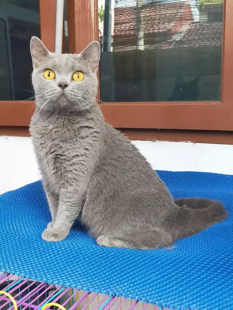 Kucing bsh British shorthair indukan betina blue