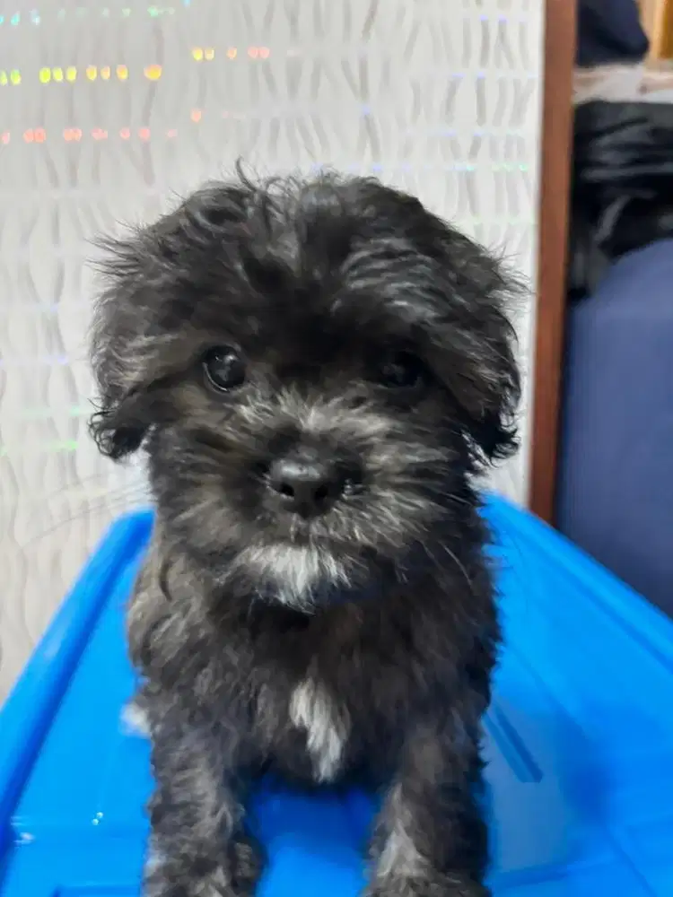 open adopt puppy shihtzu pomapoo