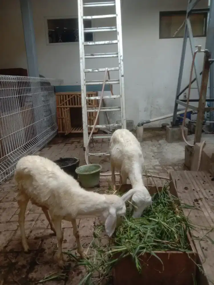 D jual domba 2 ekor 1 pasang