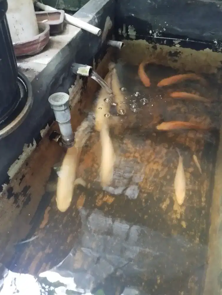 Jual ikan gurame