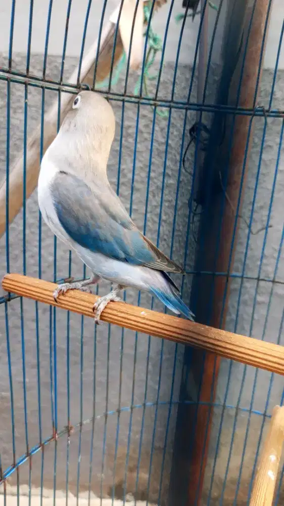Love bird blue euwing
