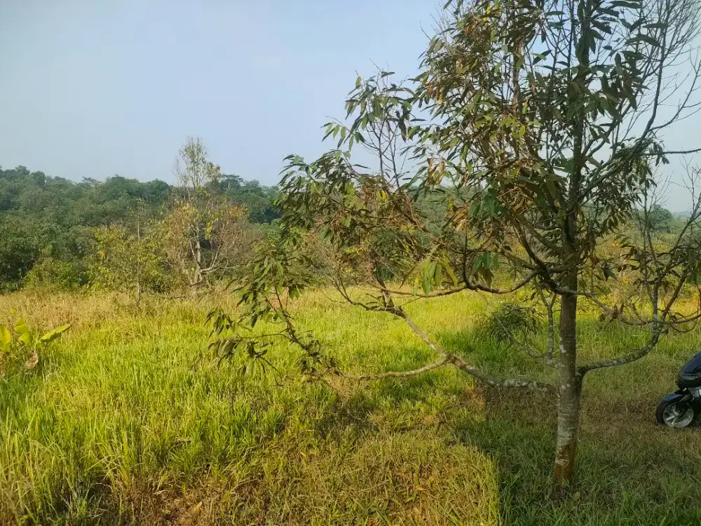 Di jual tanah kebun durian Usia 3tahun