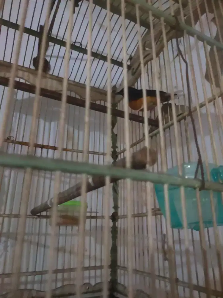 Murai betina hutan