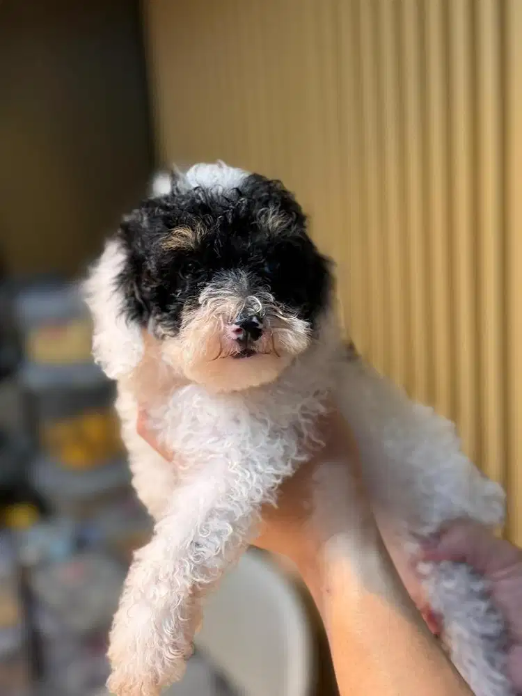 Toy Poodle harga murah yg penting pelihara baik certi perkin
