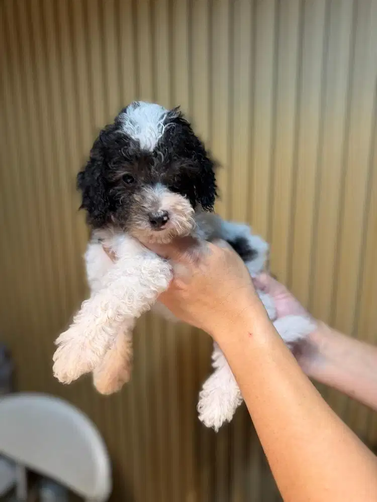 Toy Poodle harga murah yg penting pelihara baik certi perkin