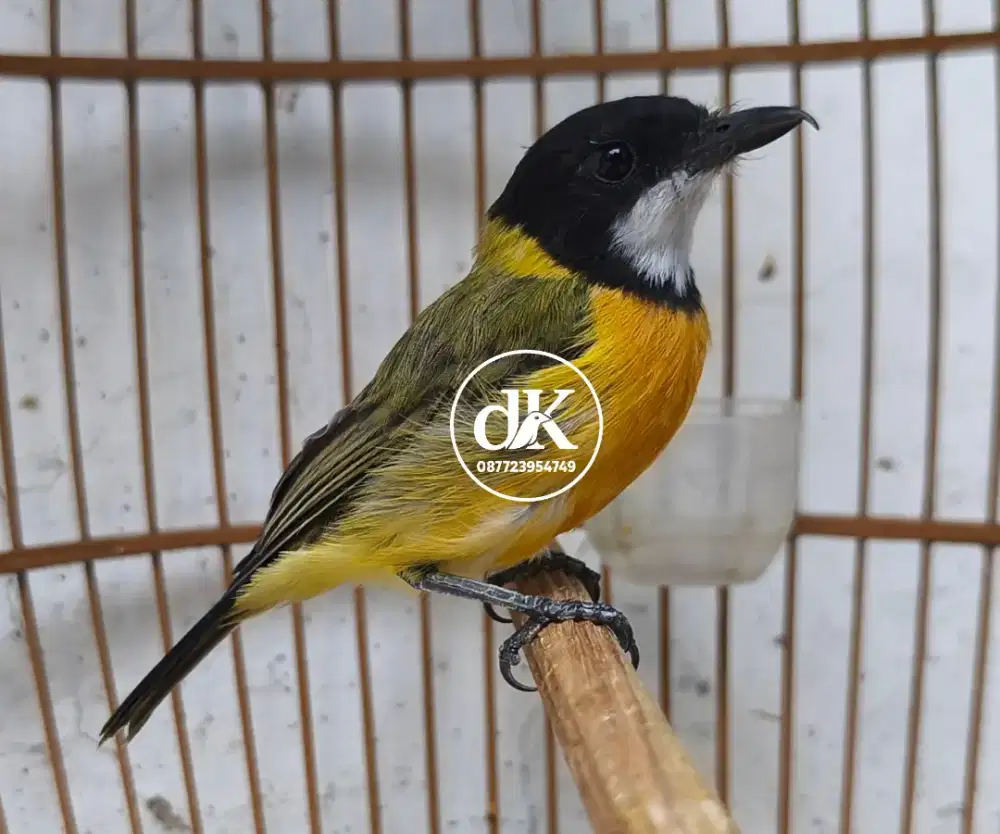 Burung Bimoli jantan rajin
