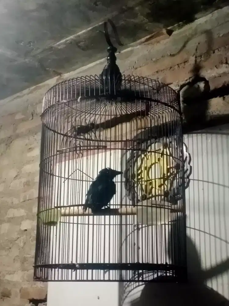 Burung Srantiell gacor
