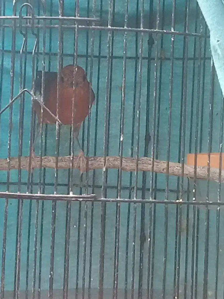 Anis Merah MH Rawatan