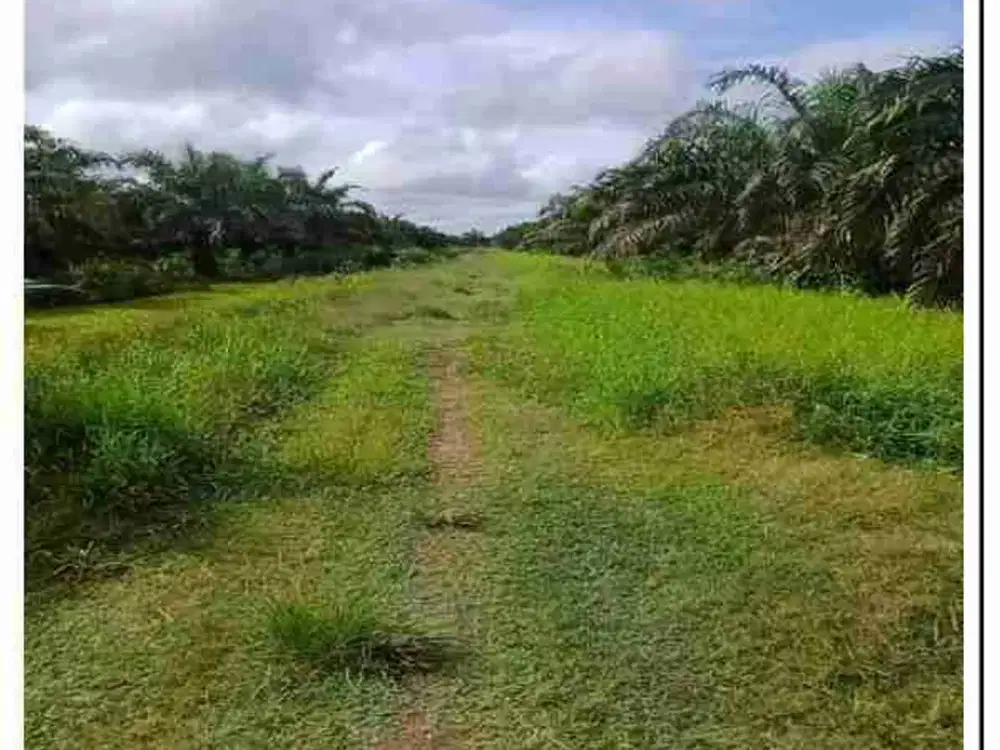 Dijual Kebun Sawit 146 Ha, di Kec Kubu Rokan Hilir